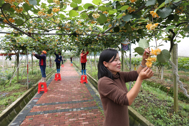 生態(tài)果園 家門口的“扶貧工廠”，結(jié)出致富“甜蜜果”