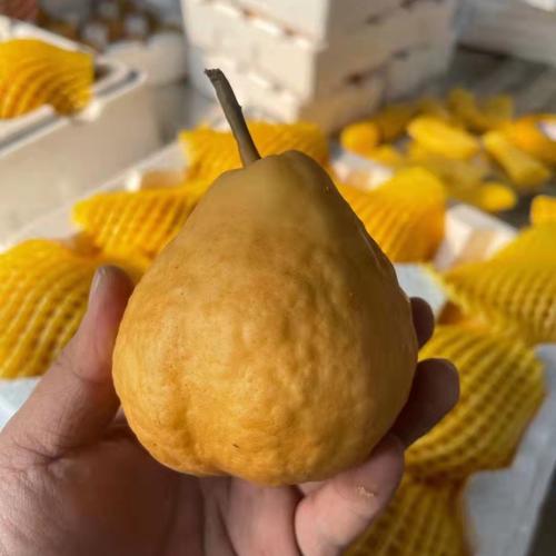 煙臺(tái)太婆丑梨 軟糯香甜的“丑”味佳果